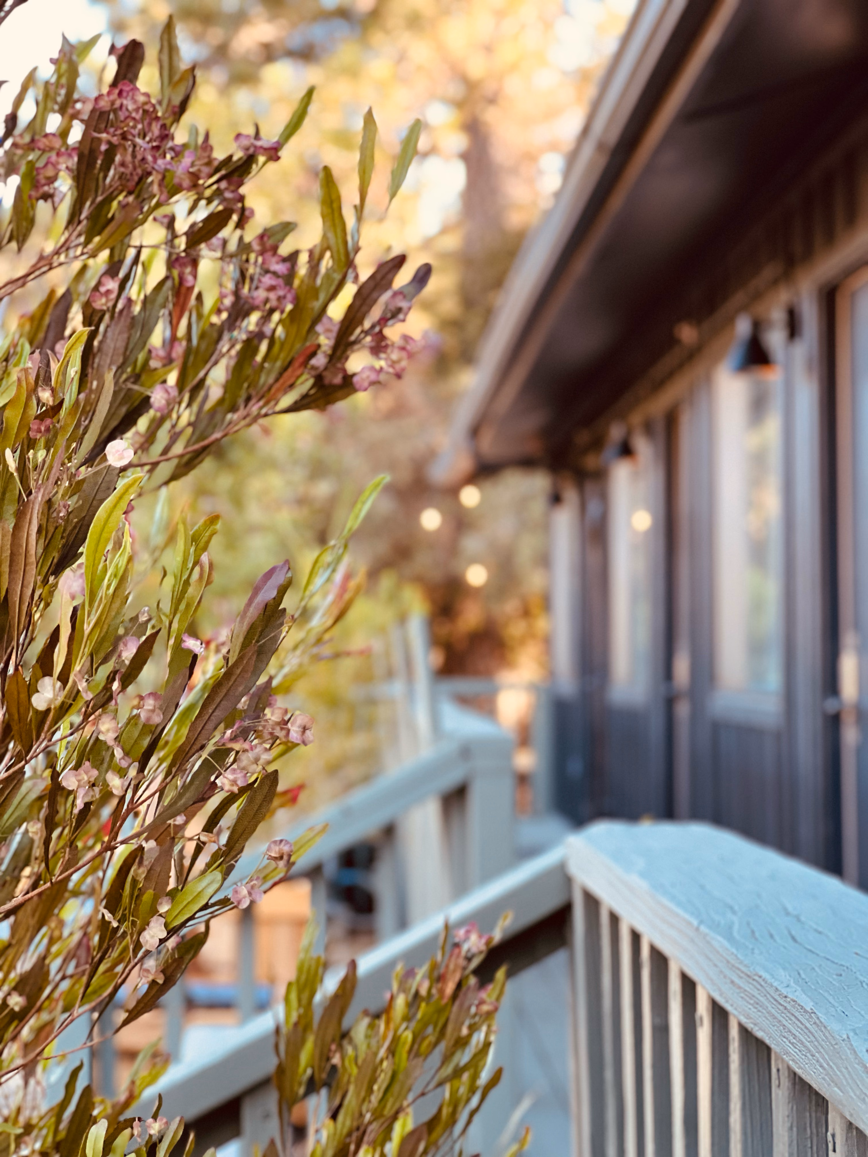 Covered walkway running past the guest room doors, strung with lights beneath the pines